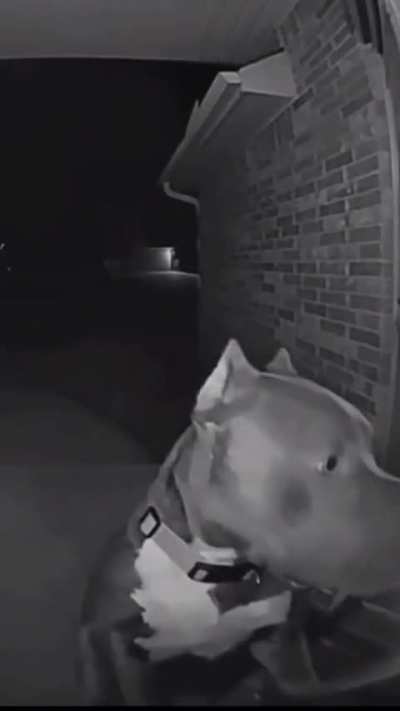 When your neighbor&rsquo;s dog rings your doorbell at 4am.