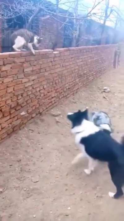 Messing with cat&eth;