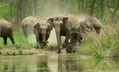 The moment a baby elephant falls into the water&hellip; and the whole herd goes into rescue mode. Unreal.