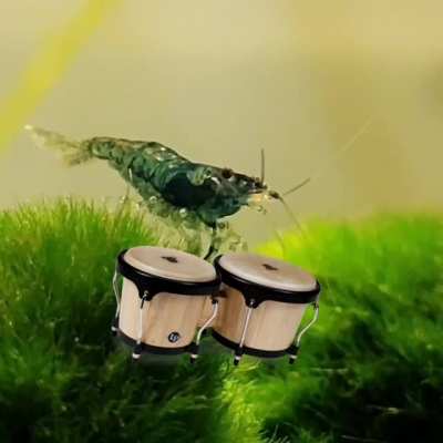 Monday is bongo day