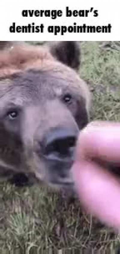 it will cost him thousands (grizzly bears are native to North America)