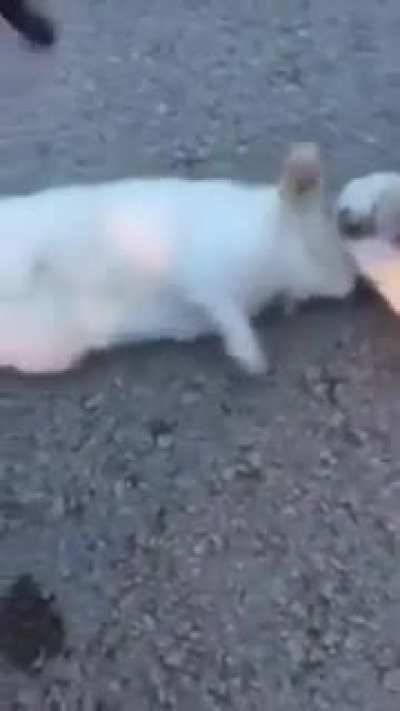 Rabbit loves his homie too much