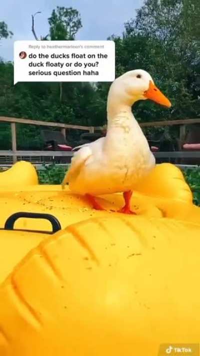 Duck🦆