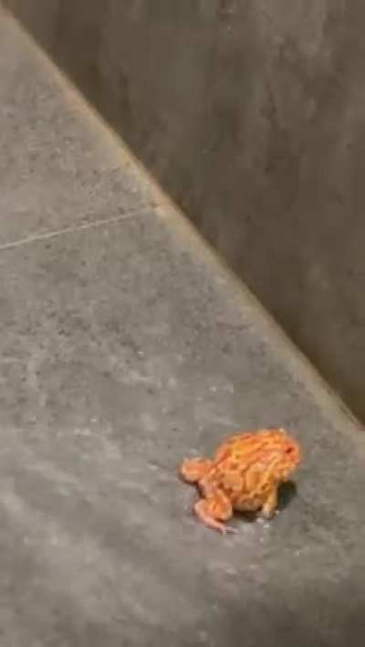 Its time for his weekly soak, i turned on my overhead shower tu simulates rain, and this mf bragged abt his mating call.