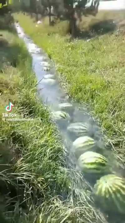 ayo