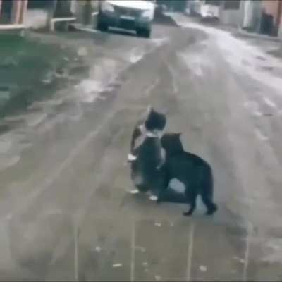 Cats are really weird.