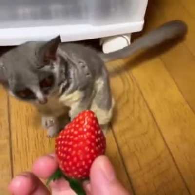 What is this thing?!