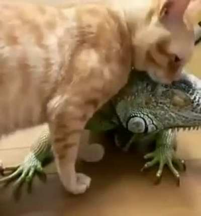 cAt ViCiOuSlY hEaDbUtTs LiZaRd
