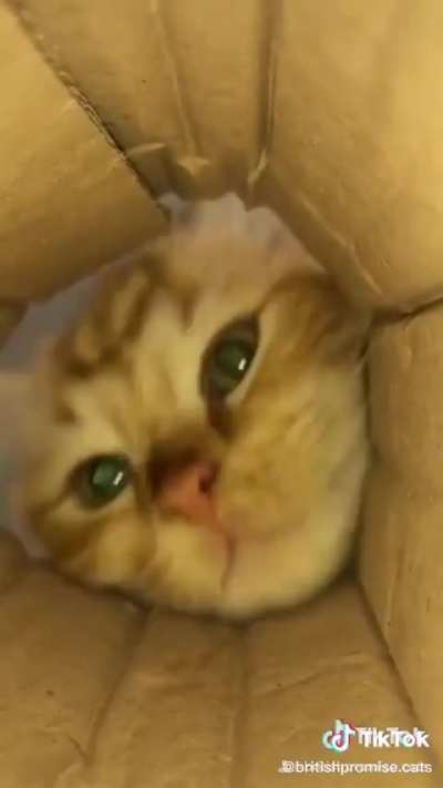 😇