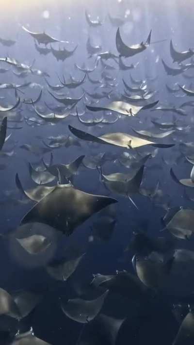 POV: You&rsquo;re swimming with the Mobula Rays