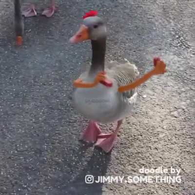 Duck works out, dances, then needs to pee (bonus video in comments!)