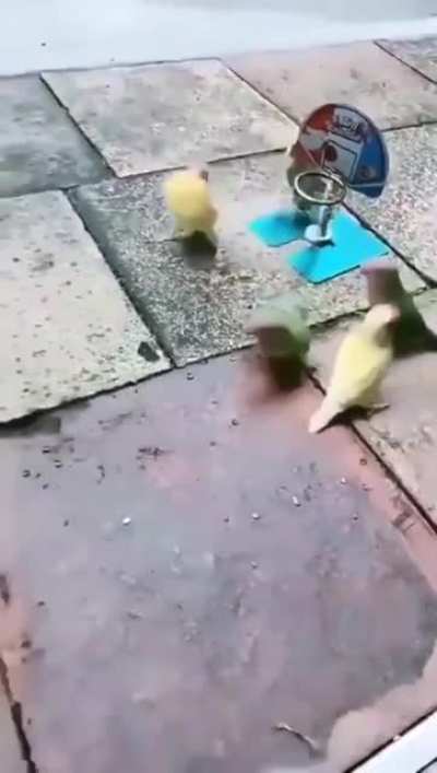 Green vs yellow &amp;lt;br&amp;gt;🦜 😂👏