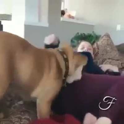 Should&rsquo;ve kept his nose up
