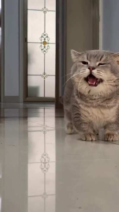 Meow