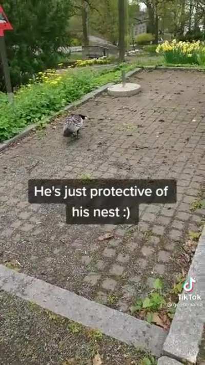 Human:"i am passivistic" Goose: "understandable have a nice day"
