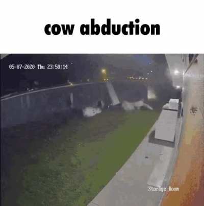 cow abduction