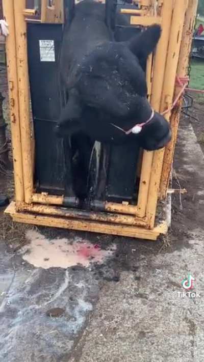 Прыщик