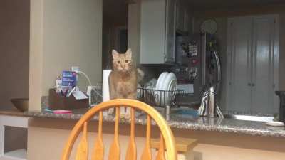 Simba didn&rsquo;t like being scolded for jumping on the kitchen counter.