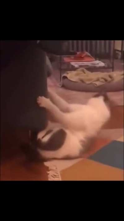 Котов прёт