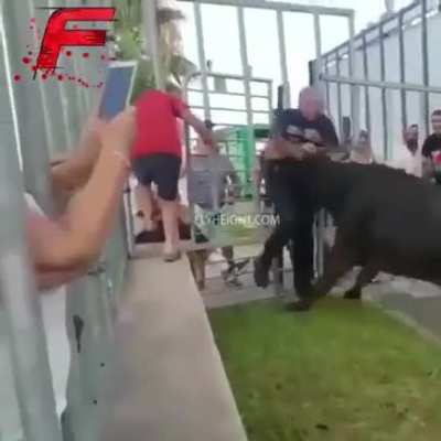 Trying to tease the animal