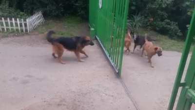 Dogs barking