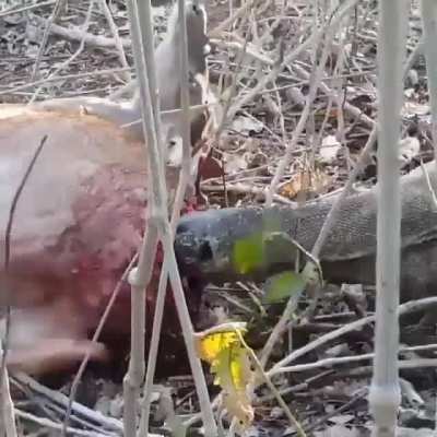 Komodo. Eating . Ass first 😒