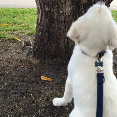 "Where's that squirrel, I know I saw him here."