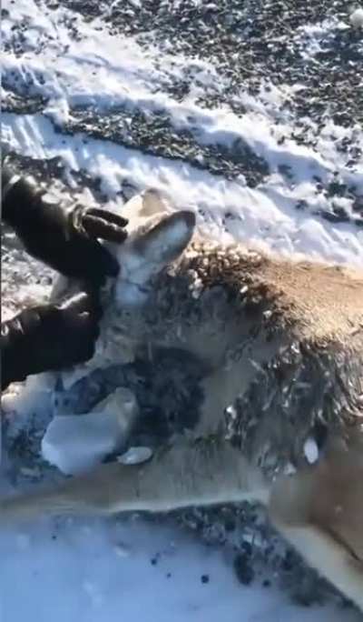 Two hikers helping a deer with its mouth,eyes &amp;amp; ears completely frozen over due to the extreme cold weather