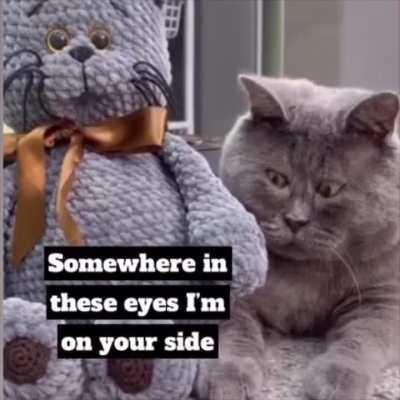 My magnum opus: âCute Cats with Disturbing and Uncomfy Lyricsâ