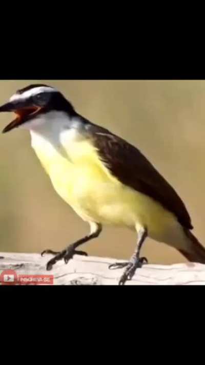 kikiwi