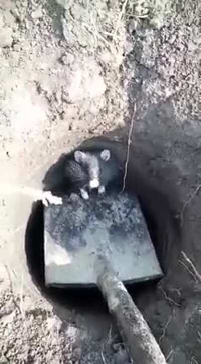 (Warning: jumpscare)