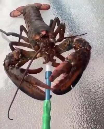 Spirit animal