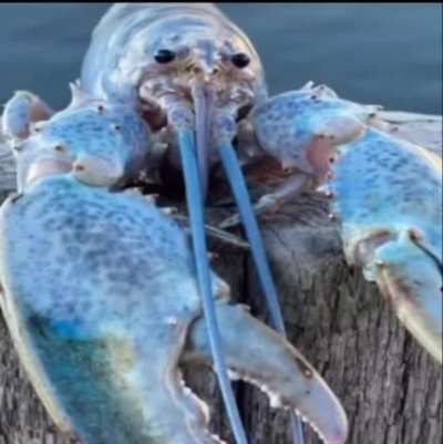 Wordington lobter
