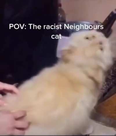 blursed cat