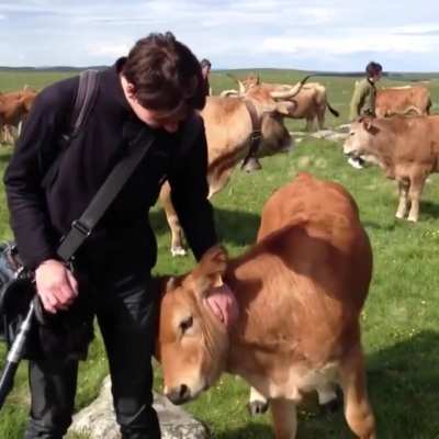 A friendly cow who just wants to be pet!