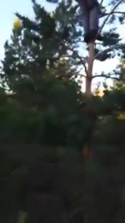Die tree die