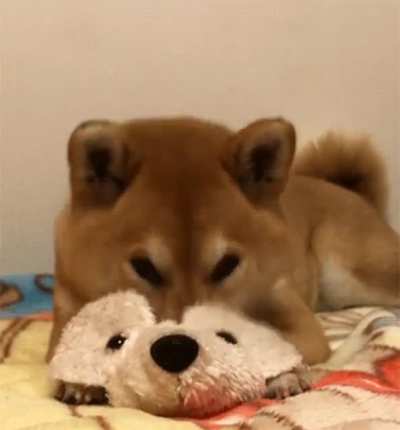 This cute doggo