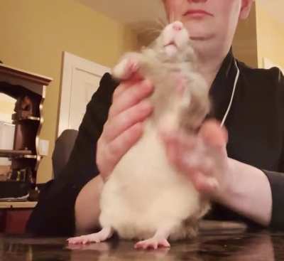 SPICY LATIN DANCE RAT IS BACK AGAIN‼️ 💃 🔥 🐀 🌶️ And he&rsquo;s bringing the energy this time! RATA DE LA BACHATA CON MAS ENERG&Iacute;A ‼️ VOLUME UP 🔊