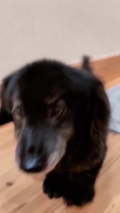 He's old but still gets excited when seeing his owner..