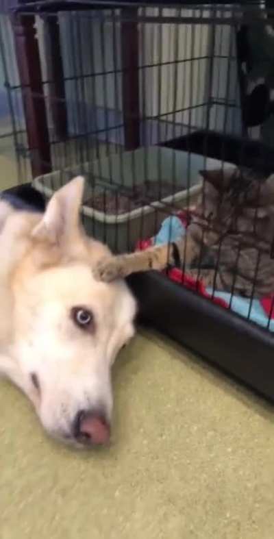 awww