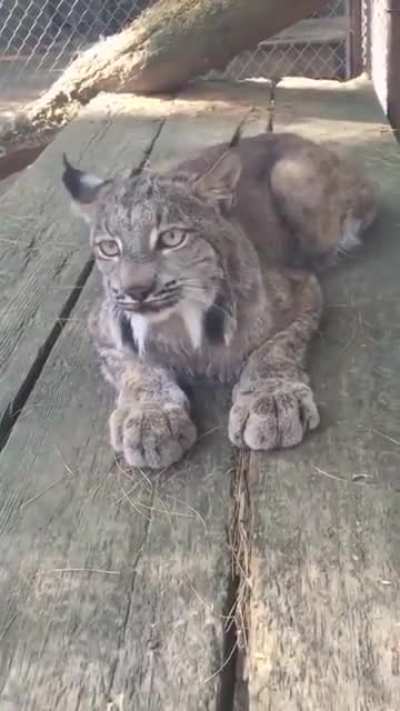 Big cat, smol squeaks