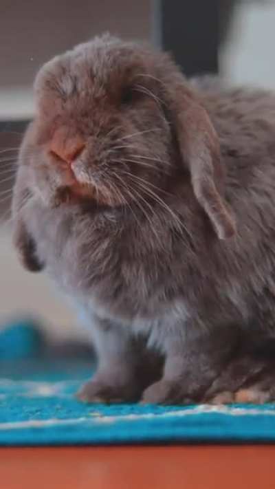 Violet had a good feast of carrot skins 🥕