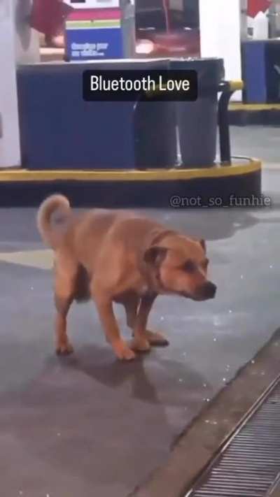 kutto ke liye bhi "oyo" hona chahiye