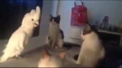 Just a cat I swear