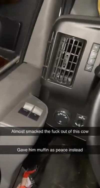 cow like muffin