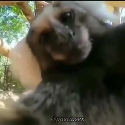 no horne. only monke love :)