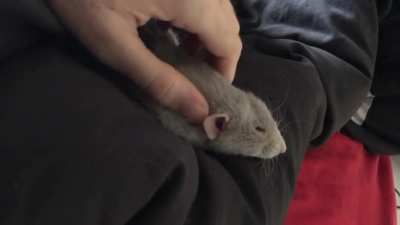 Ratty massage. He&rsquo;s very demanding