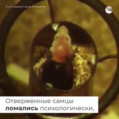 Американский профессор Джон Би Кэлхун в 1968 году поставил свой знаменитый и страшный эксперимент "Вселенная-25". Ученый попытался понять, как высокая плотность популяции влияет на ее поведение. Подопытными стали мыши, для которых он создал идеальные усло