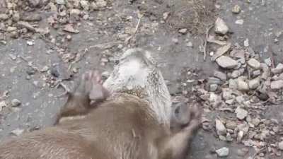 Otters rock
