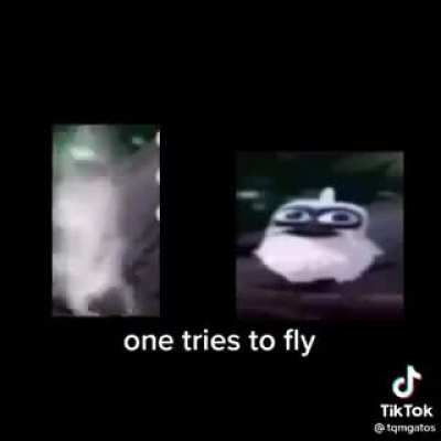 el pajaro lol